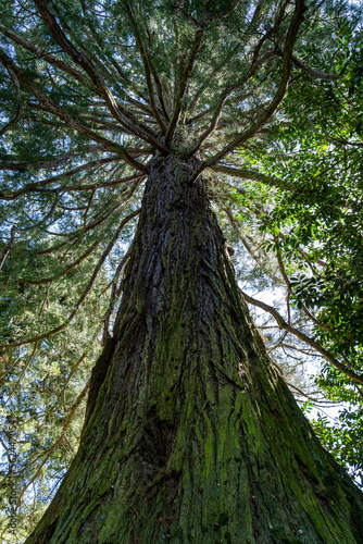 Long and mossy tree trunk of huge mammoth trees