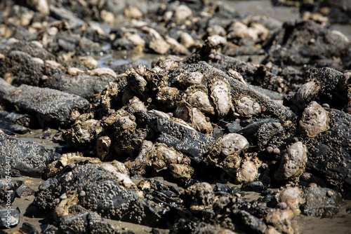 Des huitres sauvages sont accrochées à des rochers sur la côte de Pordic en Bretagne.