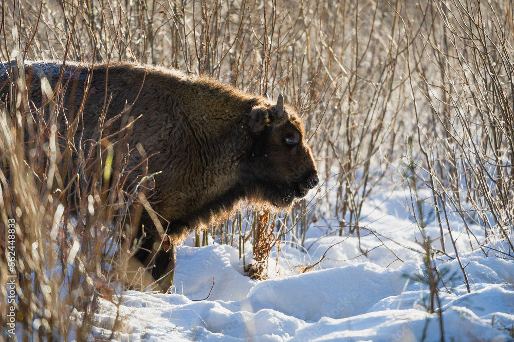 Naklejka premium european bison in the forest