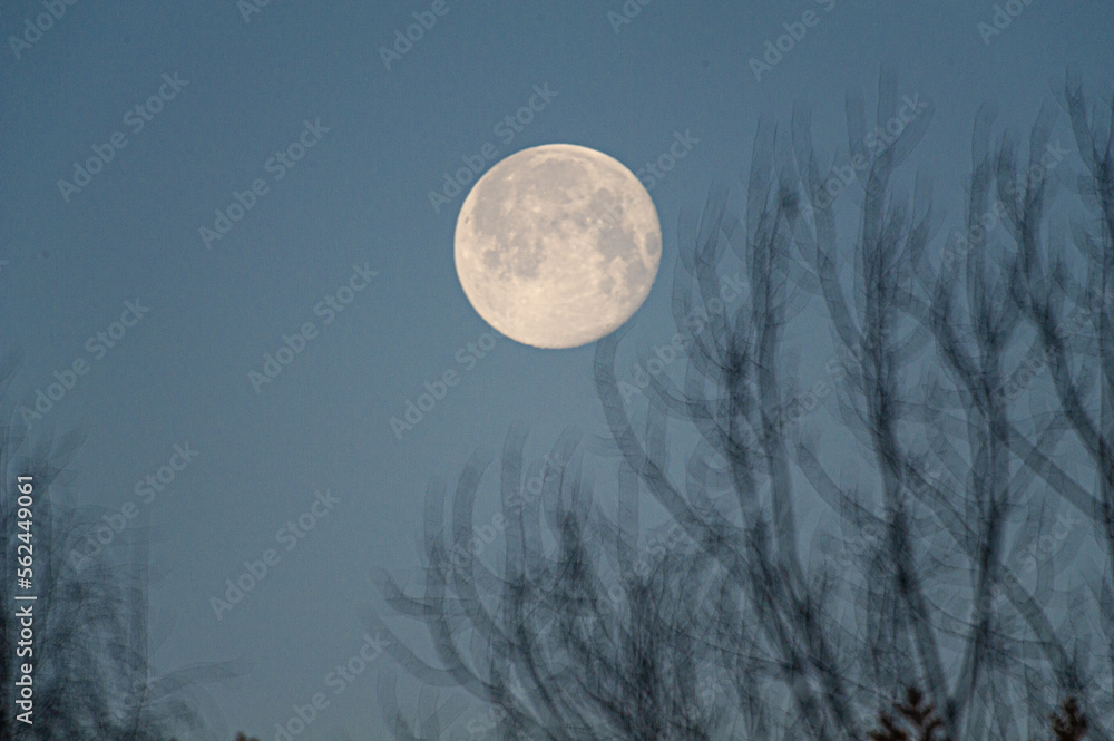 Fototapeta premium Moon