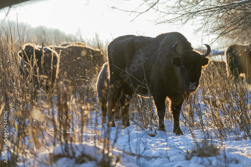 european bison in winter