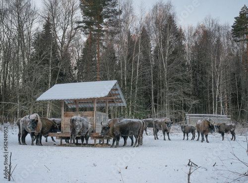 bison feeding © Olga
