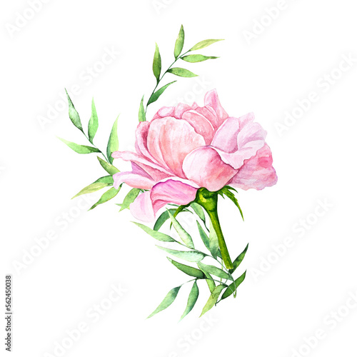 Watercolor illustration composition of pink roses