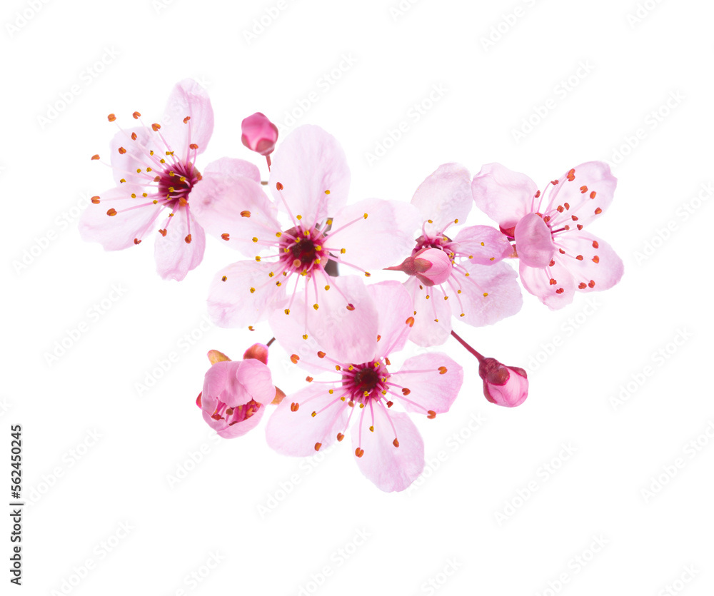 Light pink flowers of Sakura isolated on a white background.