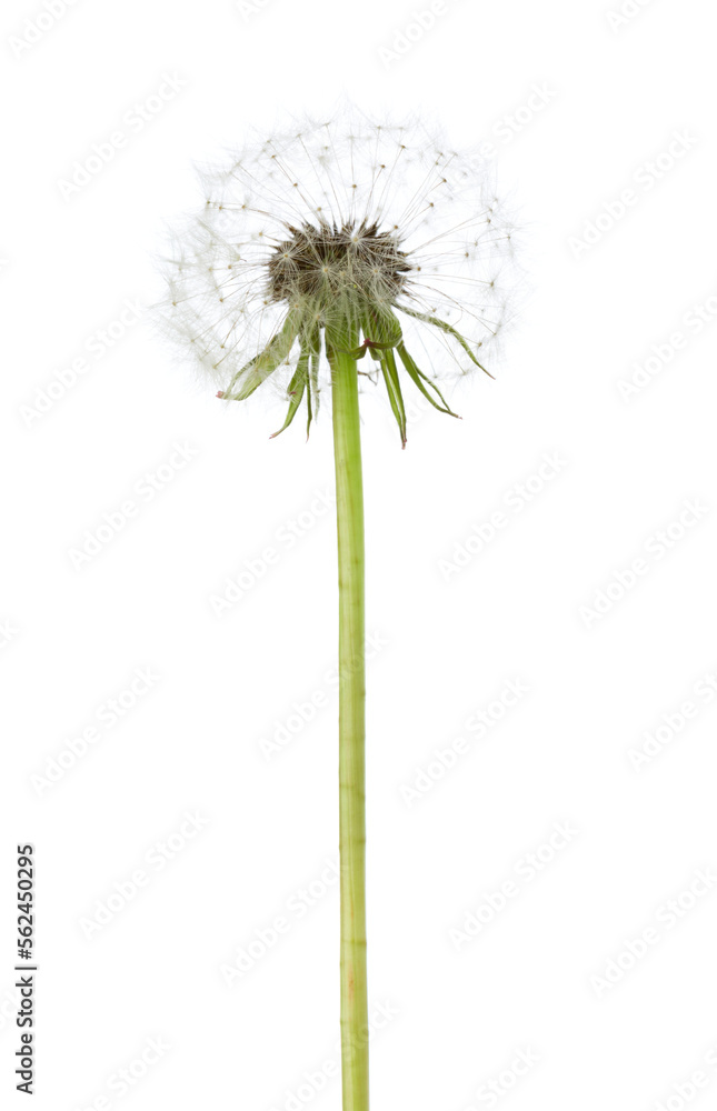 Dandelion ( seed head)  isolated on white background.