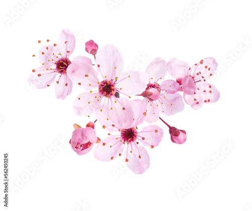 Obraz na płótnie Light pink flowers of Sakura isolated on a white background. w salonie