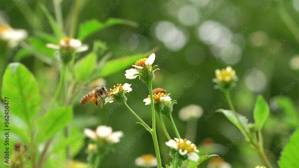 a bee is busy collecting pollen from wild flowers. a bee with a fair amount of pollen stuck to its forearm