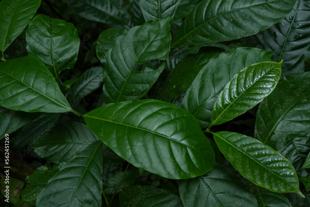 Close up of green leave background on rainforest. Photo is suitable to use for nature background, botanical poster and nature content media. Close up of green leave background on rainforest. Photo is suitable to use for nature background, botanical poster and nature content media.