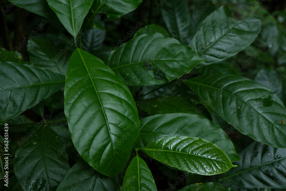 Close up of green leave background on rainforest. Photo is suitable to use for nature background, botanical poster and nature content media. Close up of green leave background on rainforest. Photo is suitable to use for nature background, botanical poster and nature content media.