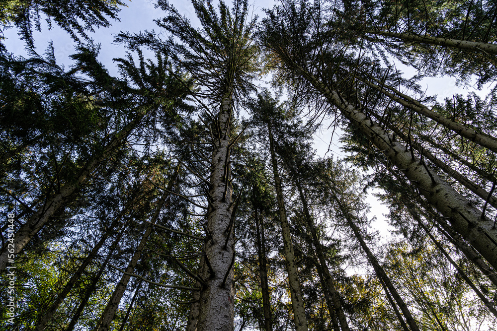High trees and blue sky in the middle of the forest High trees and blue sky in the middle of the forest