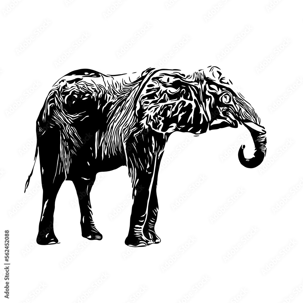 Black and white sketch of an elephant on a transparent background Black and white sketch of an elephant on a transparent background