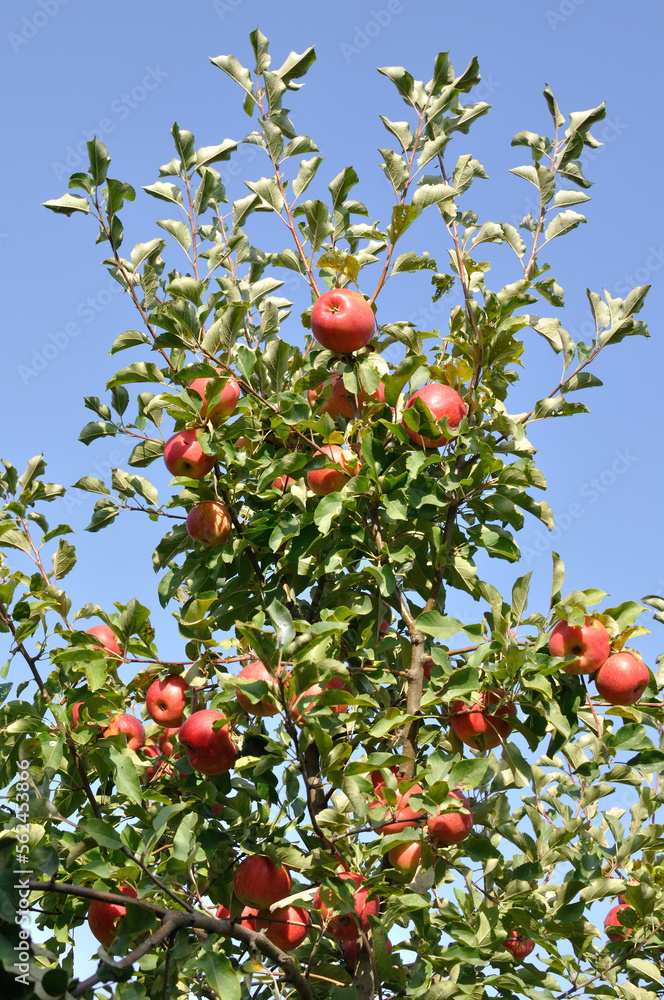 Ripening red organic apples on apple tree branches at sunny day