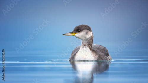 Podiceps grisegena floats on the water lake Most and search of food.