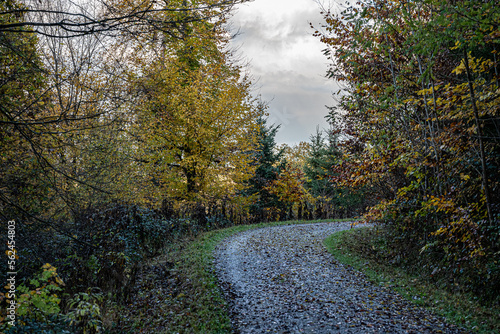 Fototapeta Naklejka Na Ścianę i Meble -  Woodland path through the colorful and dark forest