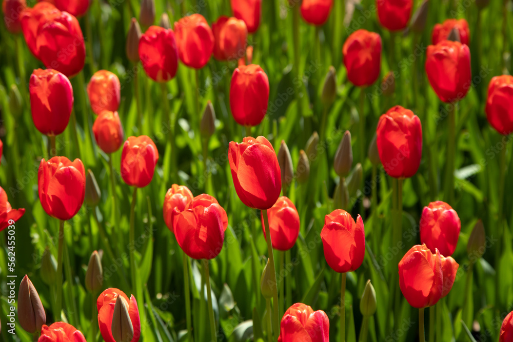 Closeup of red tulips in the garden Closeup of red tulips in the garden