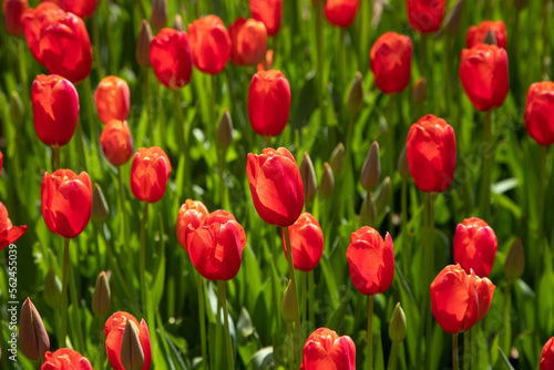 Closeup of red tulips in the garden 