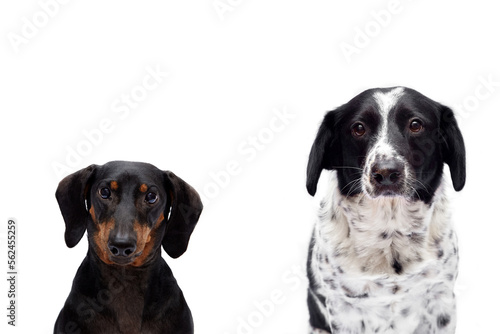 Fototapeta Naklejka Na Ścianę i Meble -  A beautiful portrait of two dogs of the Dachshund and Metis breeds look at the camera on a white isolated background. Sad look. Selective focus on the eyes. The concept of goods for animals, cover.