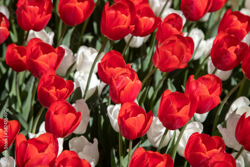 Many white and red tulips in the garden 