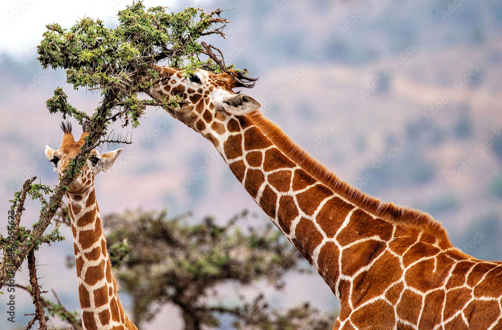 Young Reticulated Giraffes. The Reticulated giraffe is a herbivore ...