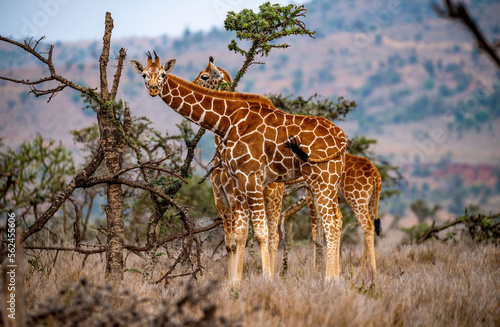 Fototapeta Naklejka Na Ścianę i Meble -  Young Reticulated Giraffes. The Reticulated giraffe is a herbivore feeding on leaves, shoots, and shrubs. They spend most of their day feeding, roughly 13 hours/day. They are ruminant mammals.