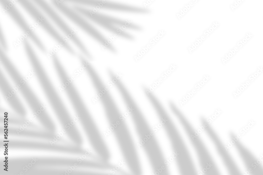 Obraz premium Palm leaf natural shadow overlay effect on white texture background, for overlay on product presentation, backdrop and mockup