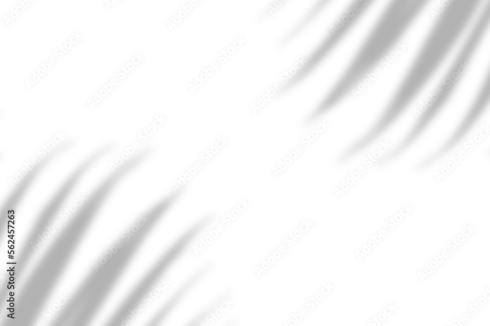 Obraz premium Palm leaf natural shadow overlay effect on white texture background, for overlay on product presentation, backdrop and mockup