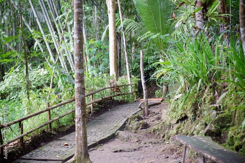 bridge in the forest