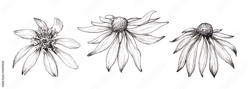 Echinacea drawing. Isolated flower and leaves. Herbal engraving style illustration. Detailed botanical sketch of tea, organic cosmetics, medicine, aromatherapy