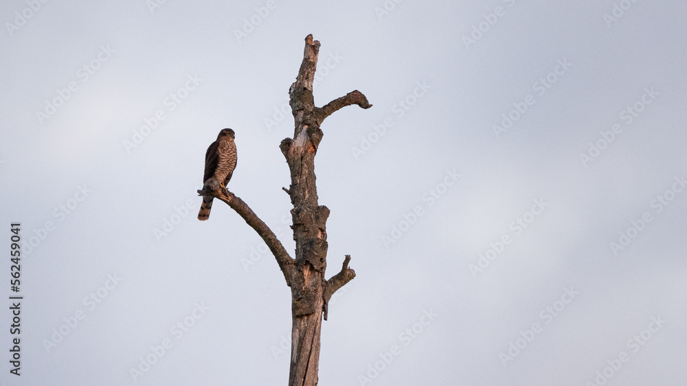 A sparrowhawk perched on a tree A sparrowhawk perched on a tree