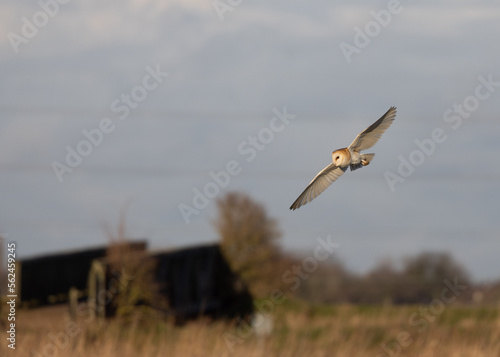 Barn Owl flying in the sky