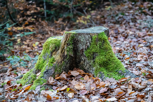 Mossy stump of a tree with a lot of fallen leaves in the forest