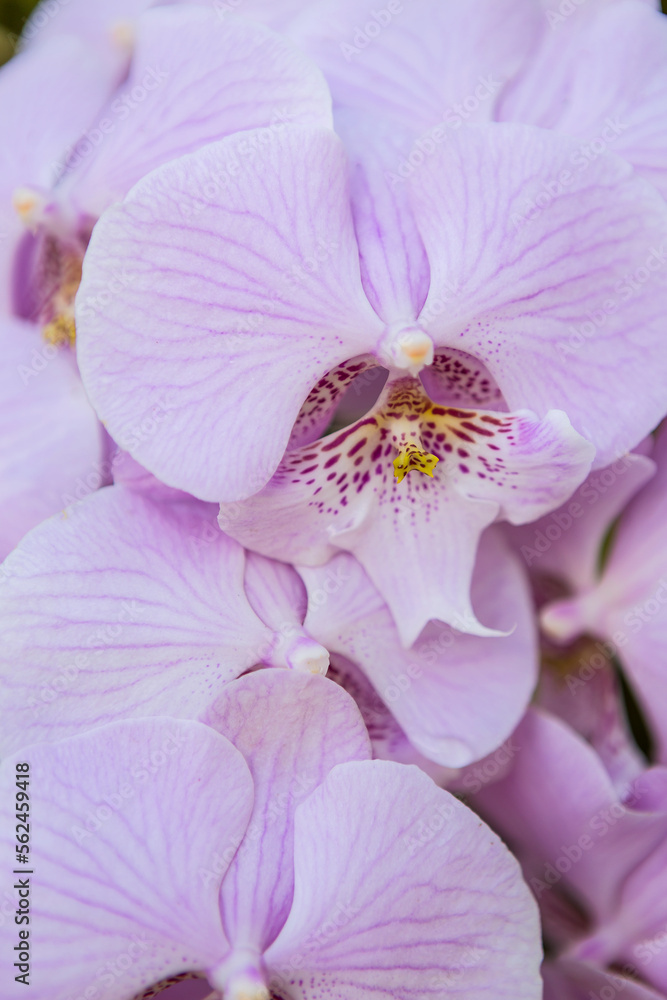Obraz premium Closeup purple orchid flower, nature background, vertical style