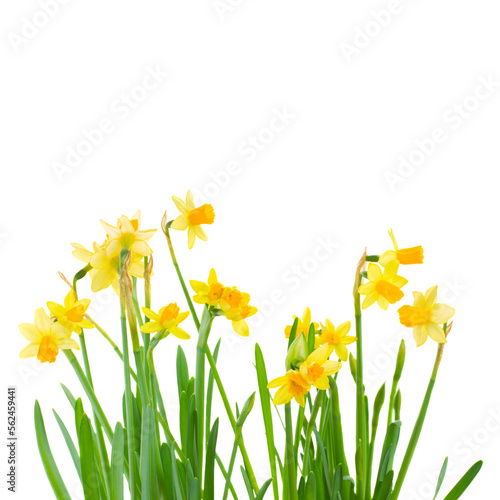 spring narcissus