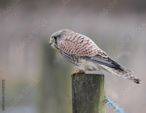 Kestrel sat on a post bird of prey © Ben
