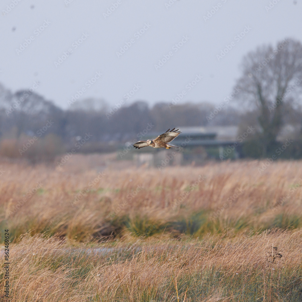 Marsh harrier in flight over a marsh Marsh harrier in flight over a marsh