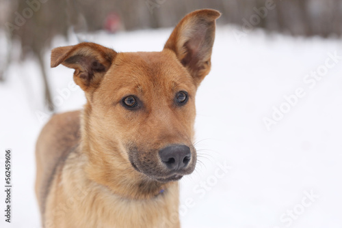 fawn dog closeup photo on snowy white background