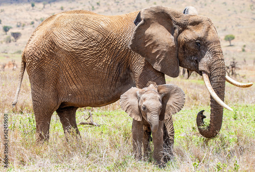 African elephants are the largest animals walking the Earth. Their herds wander through 37 countries in Africa. 