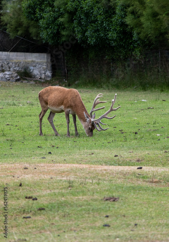 Young deer close up with small horns in a field of grass  looking like bambi.