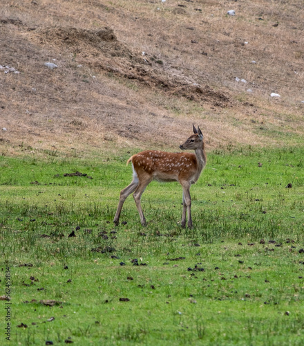 Young deer close up with small horns in a field of grass, looking like bambi.