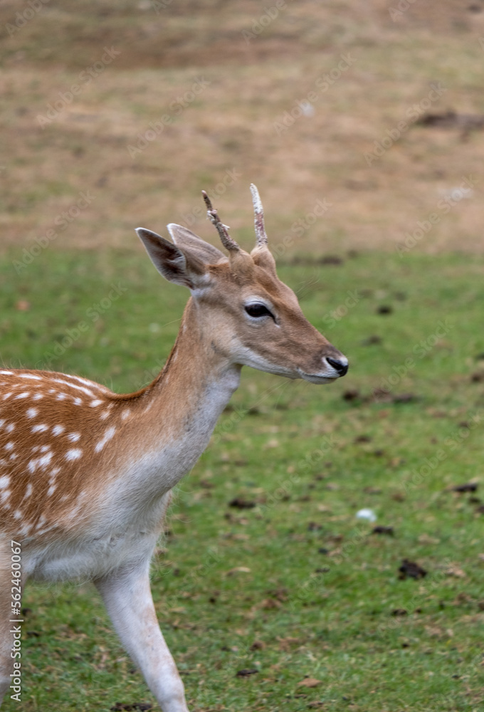 Young deer close up with small horns in a field of grass, looking like bambi. Young deer close up with small horns in a field of grass, looking like bambi.