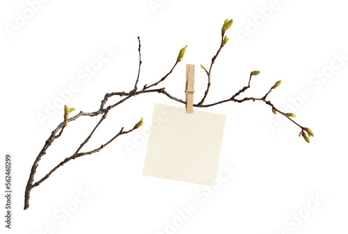 The first spring shoots on ...