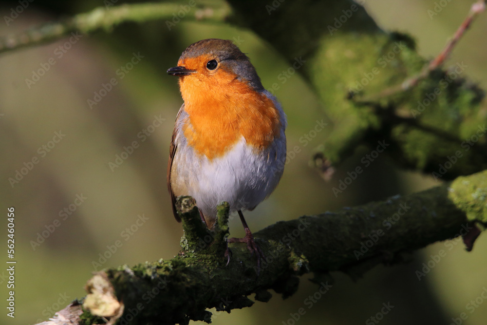 Fototapeta premium A Robin bird playing in the snow at a Nature Reserve. This photo was taken at a Reserve in Preston.