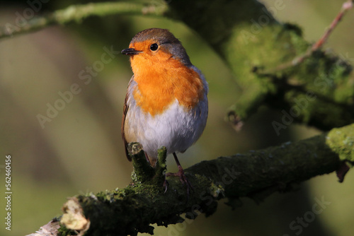 A Robin bird playing in the snow at a Nature Reserve. This photo was taken at a Reserve in Preston. © NW_Photographer