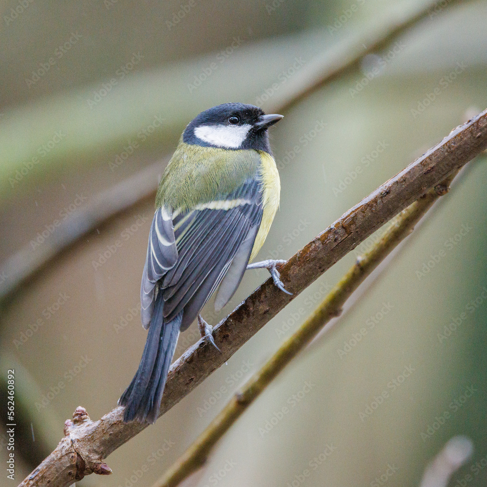 Naklejka premium Great tit perched on a branch