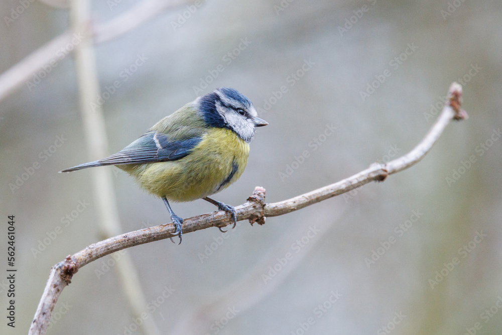 Obraz premium Blue tit perched on a branch