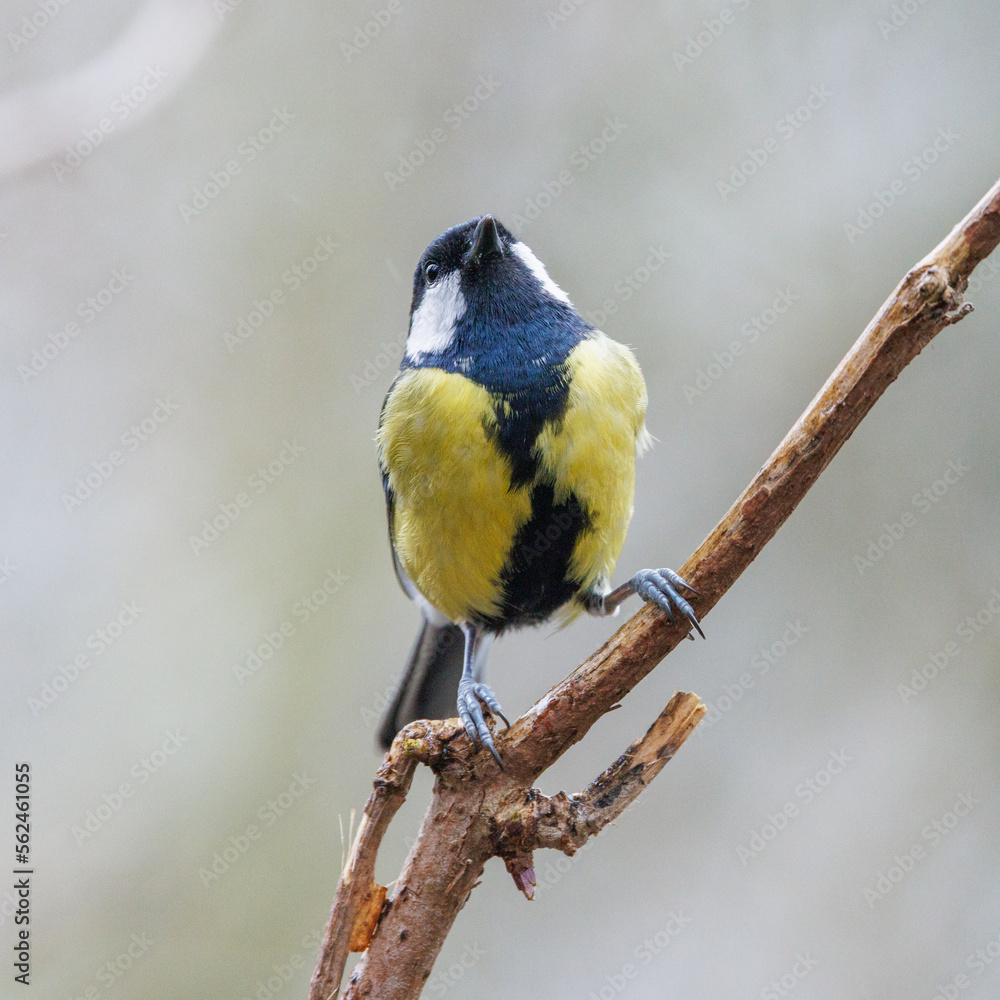 Fototapeta premium Great tit perched on a branch