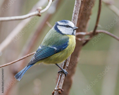 Blue tit perched on a branch © Ben