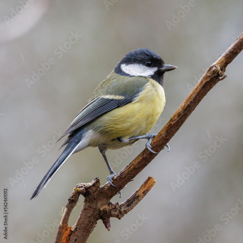Great tit perched on a branch