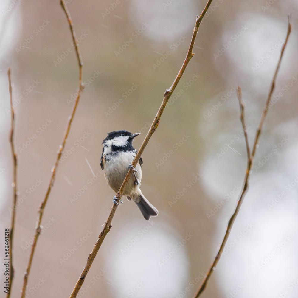 Obraz premium Coal tit perched on a branch