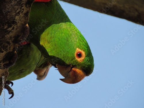 green winged macaw